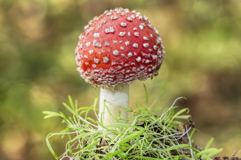 Картинка природа грибы +мухомор гриб