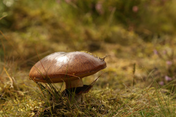 Картинка природа грибы гриб