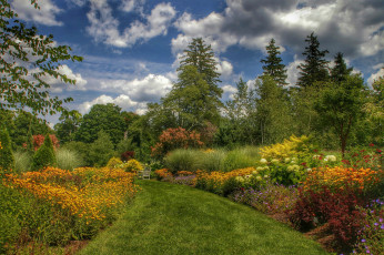 Картинка природа лес деревья