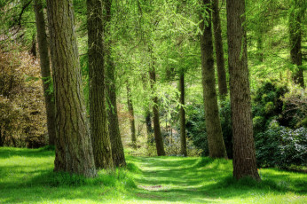 Картинка природа лес деревья