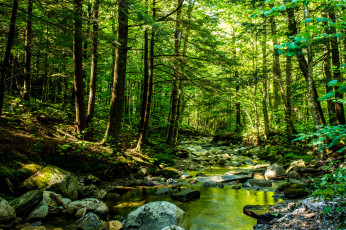 Картинка природа реки озера лес река