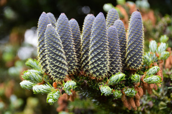 Картинка природа шишки +жёлуди +каштаны шишка