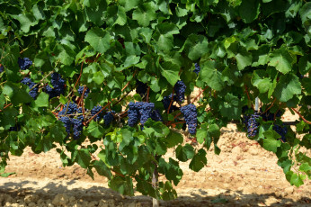 Картинка природа Ягоды +виноград лоза