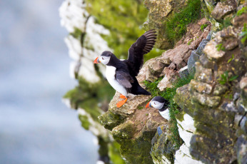 Картинка животные тупики окрас птица тупик