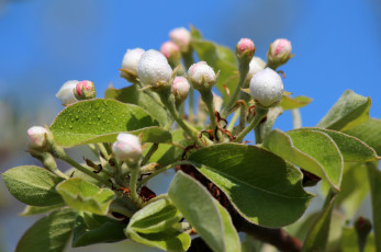 Картинка цветы цветущие+деревья+ +кустарники красота дача груша весна природа цветение