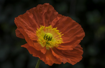 Картинка цветы маки мак цветение