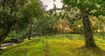 Картинка природа лес деревья