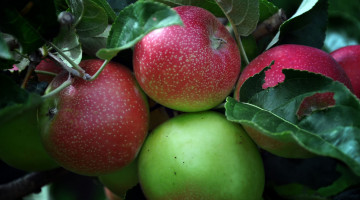 Картинка природа плоды яблоки