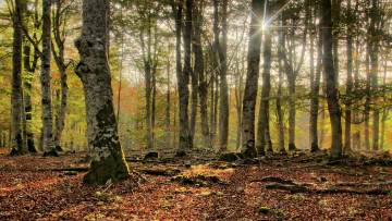 Картинка природа лес деревья