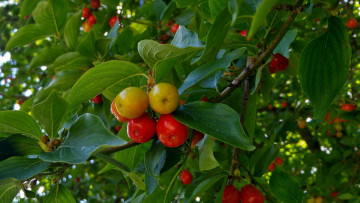 Картинка природа плоды сливы