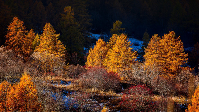 Обои картинки фото природа, реки, озера, деревья