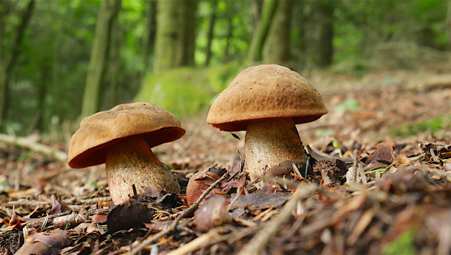 Обои картинки фото природа, грибы, гриб
