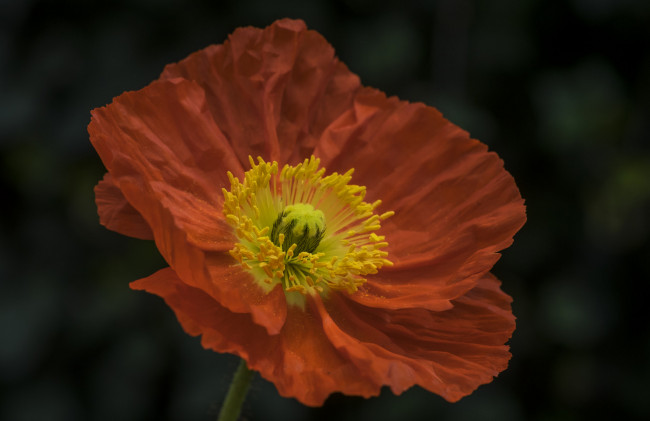 Обои картинки фото цветы, маки, мак, цветение