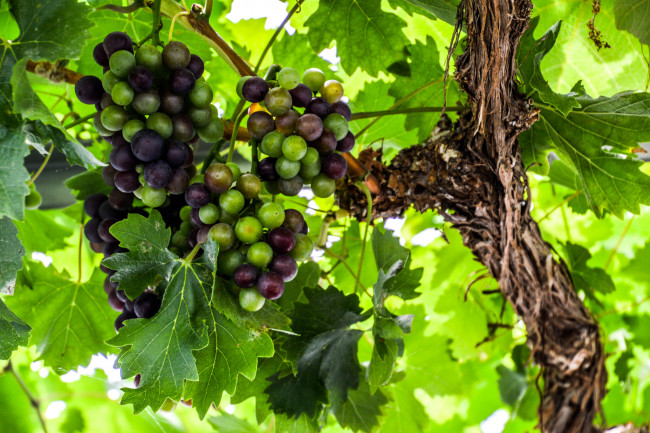 Обои картинки фото природа, Ягоды,  виноград, лоза