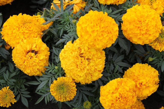 Обои картинки фото бархатцы, цветы, клумба, лето