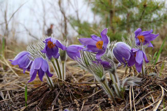 Обои картинки фото цветы, анемоны,  сон-трава, цветение, сон-трава, рязань, прострел, природа, лес, красота, весна