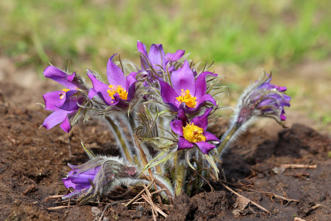 Обои картинки фото цветы, анемоны,  сон-трава, природа, первоцветы, красота, дача, весна, цветение, сон-трава, прострел