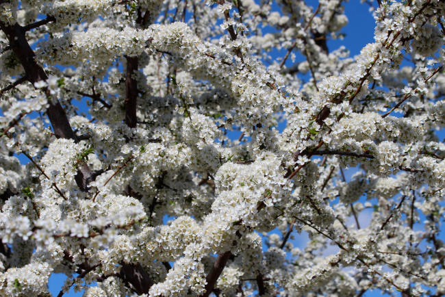 Обои картинки фото цветы, цветущие деревья ,  кустарники, алыча, цветение, природа, красота, дача, весна