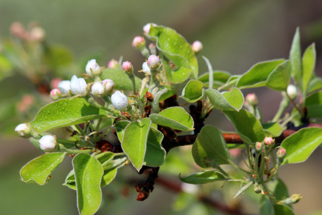 Обои картинки фото цветы, цветущие деревья ,  кустарники, цветение, сад, природа, май, красота, дача, груша, весна