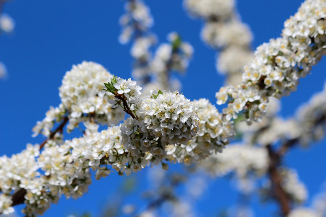 Обои картинки фото цветы, цветущие деревья ,  кустарники, дача, весна, алыча, цветение, природа, красота