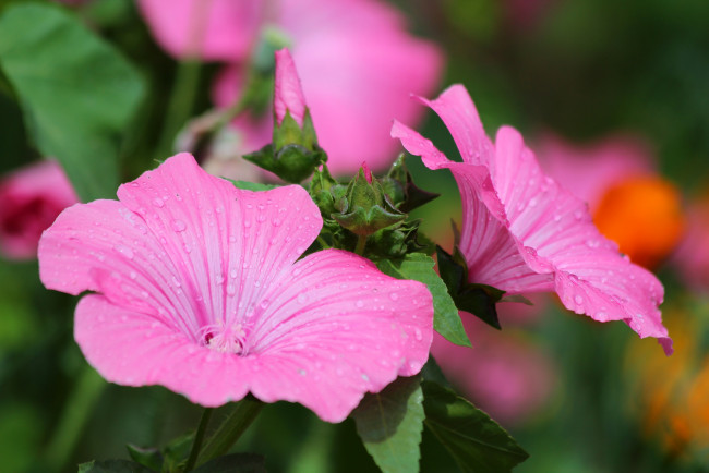 Обои картинки фото цветы, лаватера, красота, красиво, дача, цветение, природа, лето