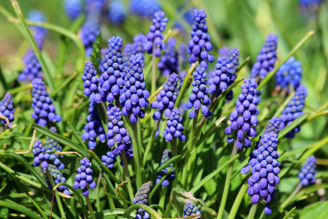 Обои картинки фото цветы, мускари, цветение, природа, красота, дача, весна