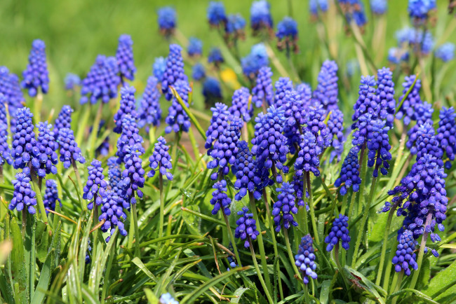 Обои картинки фото цветы, мускари, май, дача, весна, природа, цветение