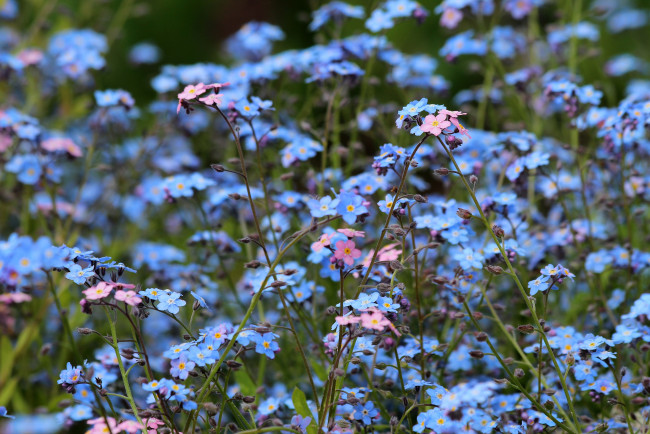 Обои картинки фото цветы, незабудки, дача, весна, цветение, природа, красота