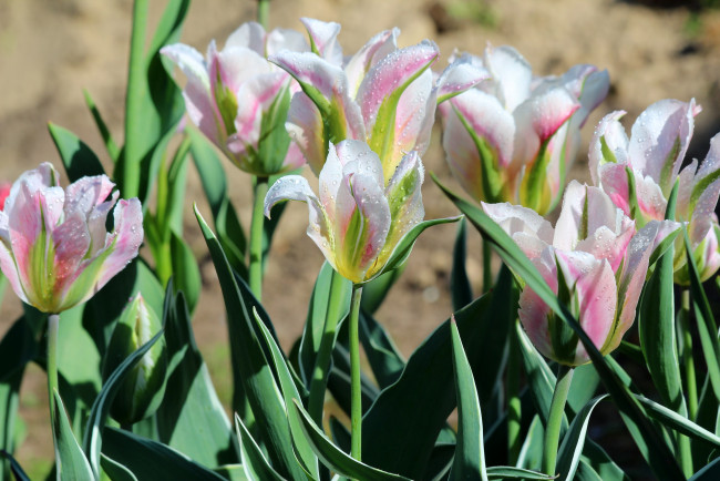 Обои картинки фото цветы, тюльпаны, весна, красота, дача, цветение, природа