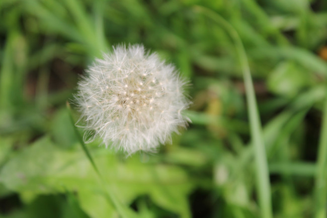 Обои картинки фото одуванчик, цветы, одуванчики, лето, трава