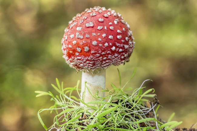 Обои картинки фото природа, грибы,  мухомор, гриб