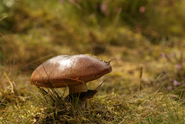Обои картинки фото природа, грибы, гриб