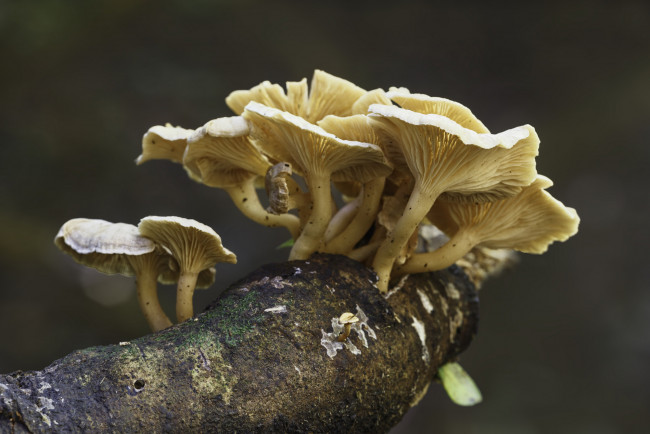 Обои картинки фото природа, грибы, гриб