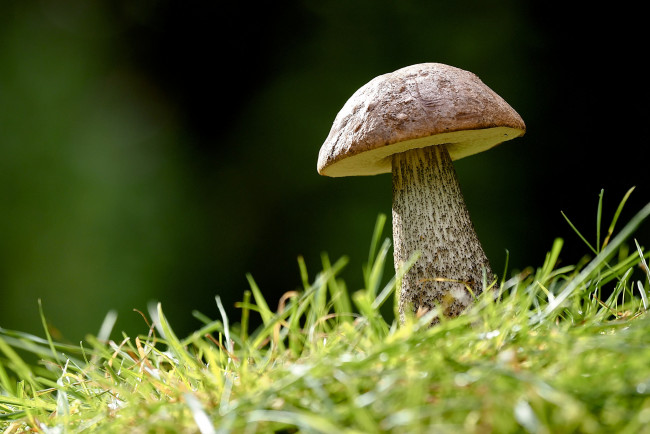 Обои картинки фото природа, грибы, гриб