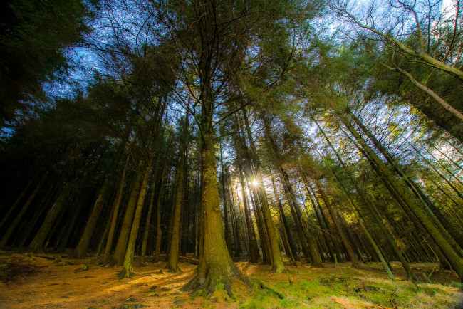 Обои картинки фото природа, лес, деревья