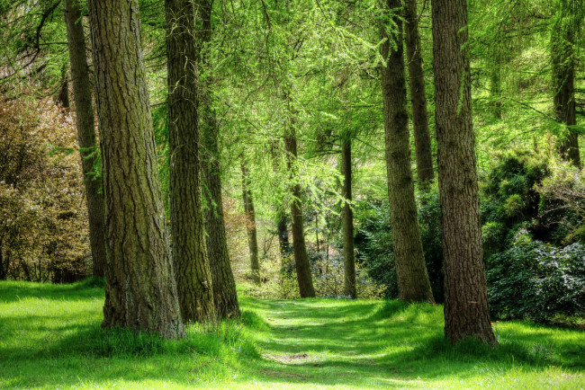 Обои картинки фото природа, лес, деревья