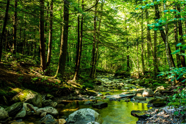 Обои картинки фото природа, реки, озера, лес, река