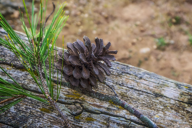 Обои картинки фото природа, шишки,  жёлуди,  каштаны, шишка