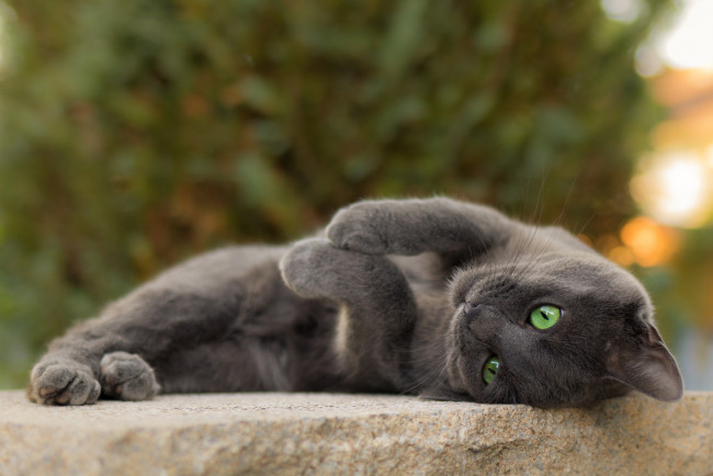 Обои картинки фото животные, коты, киса