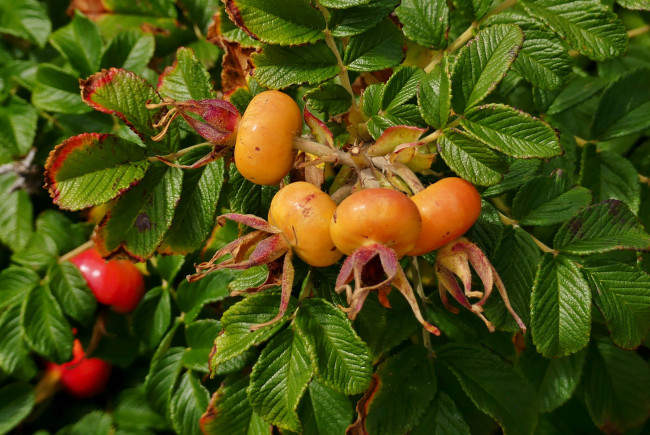 Обои картинки фото природа, плоды, шиповник