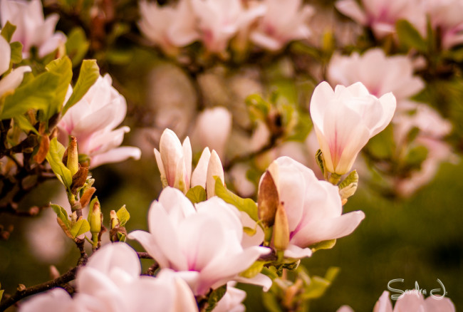 Обои картинки фото цветы, магнолии, магнолия, дерево, лепестки, листья, цветение