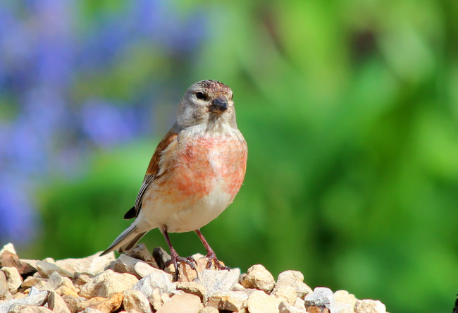 Обои картинки фото животные, птицы, пернатые, природа, лето, коноплянка