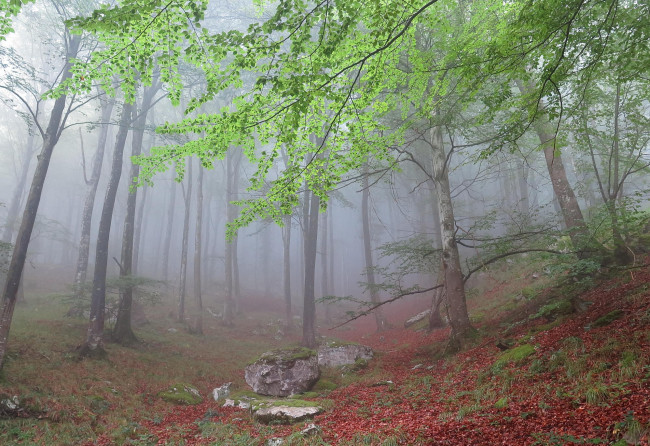 Обои картинки фото природа, лес, деревья, туман