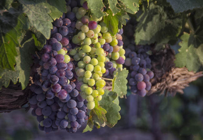 Обои картинки фото природа, Ягоды,  виноград, лоза