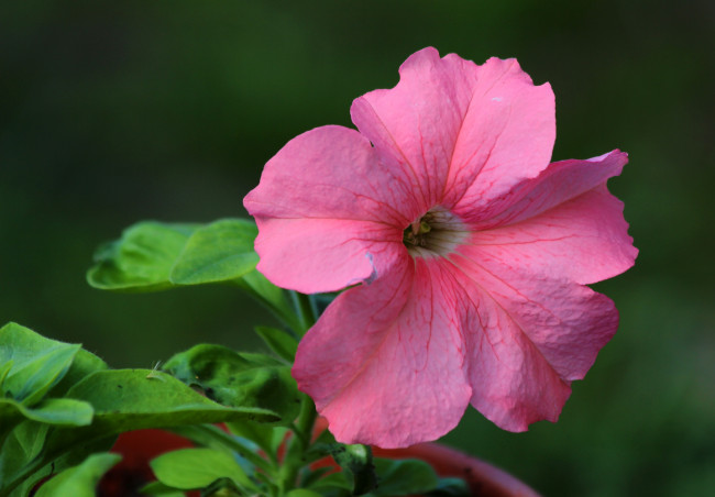 Обои картинки фото цветы, петунии,  калибрахоа, дача, весна, цветение, природа, петуния, май, красота