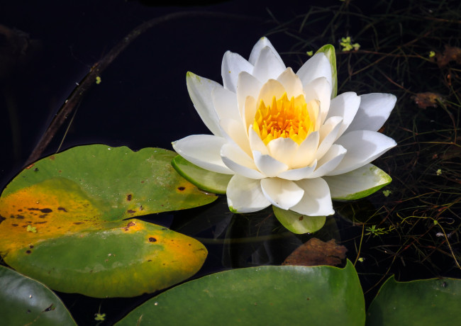 Обои картинки фото цветы, лилии водяные,  нимфеи,  кувшинки, водяная, лилия, нимфея, вода