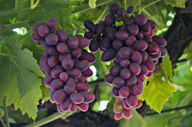 Обои картинки фото природа, ягоды,  виноград