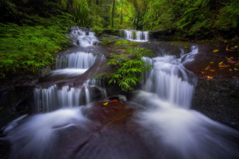 Картинка природа водопады лес ручей австралия каскад australia queensland квинсленд lamington national park тоолона национальный парк ламингтон toolona creek