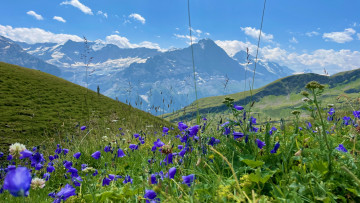 Картинка grindelwald switzerland природа луга