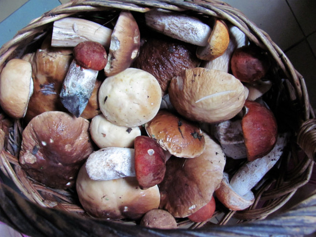 Обои картинки фото еда, грибы,  грибные блюда, лесные, боровики, подосиновики